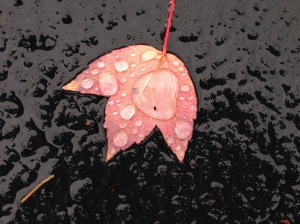 Red Leaf with droplets